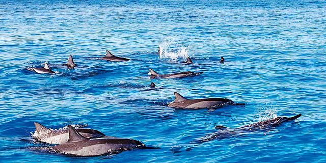 Catamaran west coast dolphins cruise mauritius (4)